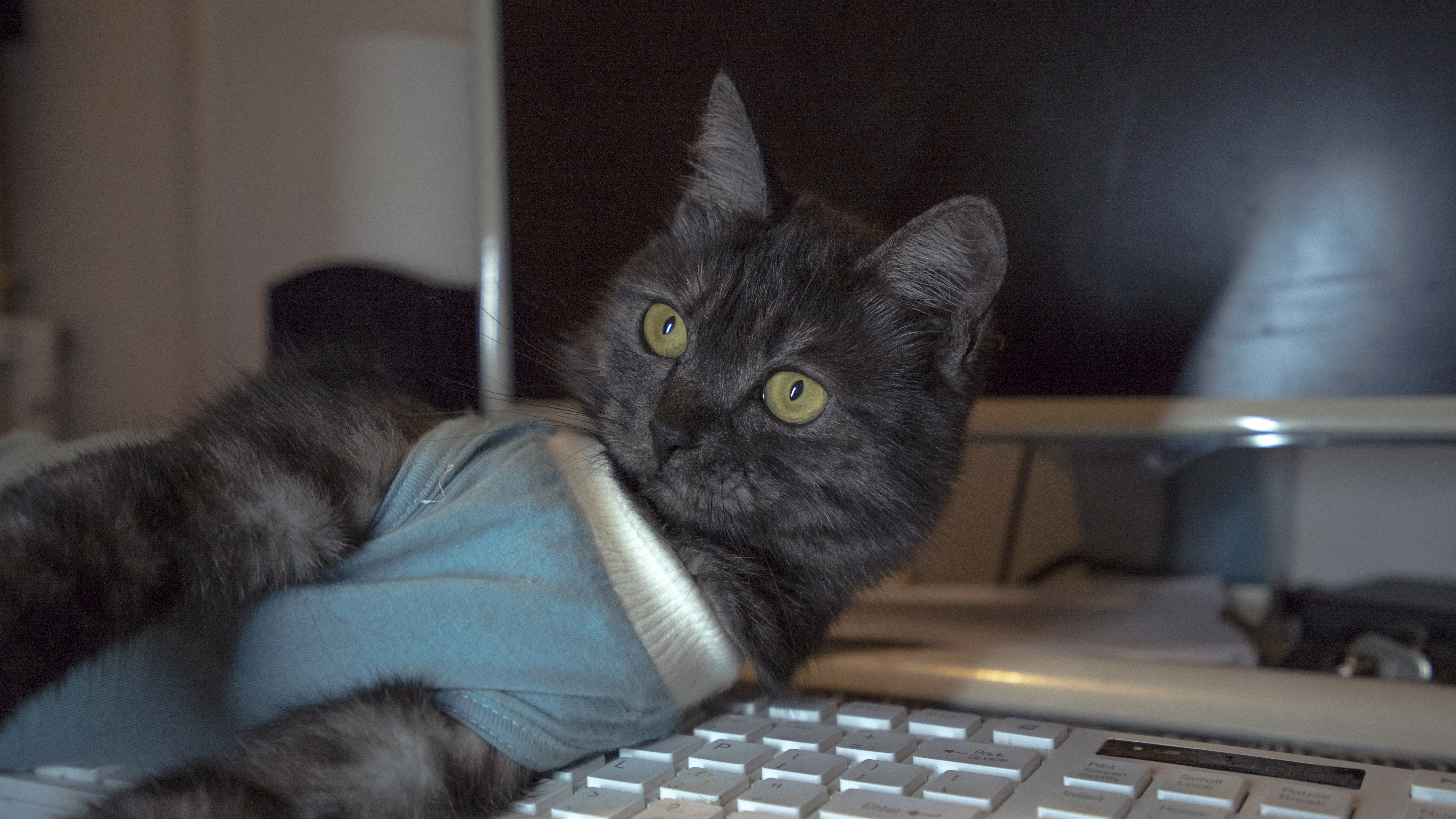 听说渴望不断货了？来看看国外猫粮的排名吧