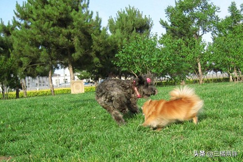 养博美泪痕严重怎么办,养博美没耐心了怎么办