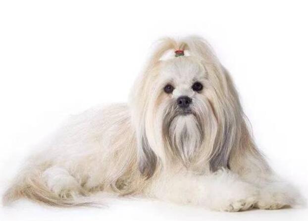 拉萨犬是怎么形成的,拉萨犬到底有多凶