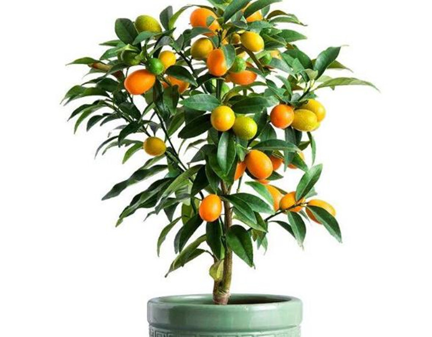 栽各种果树,20种适合栽在家的果树