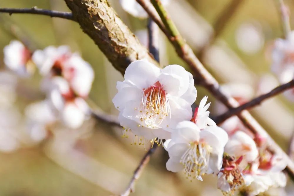 阳春3月桃花与油菜花交相辉映,三月的油菜花和樱花好看吗