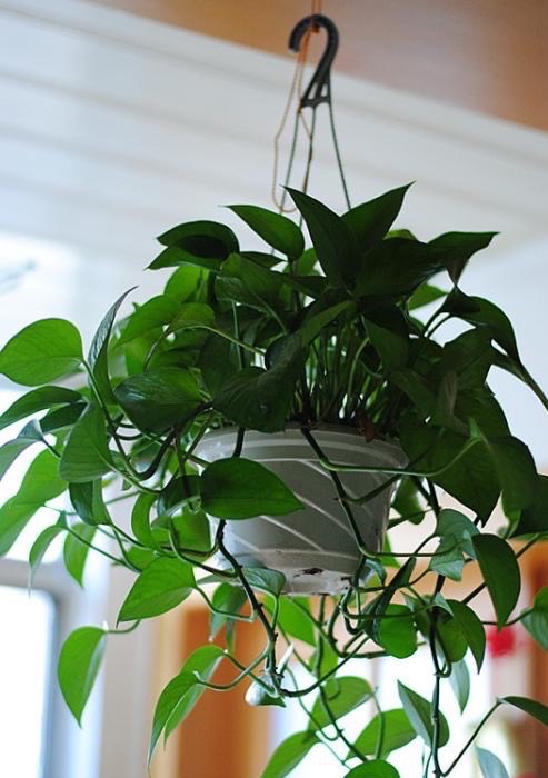 一年四季都适合种的花好养,好养的花有哪些适合一年四季养