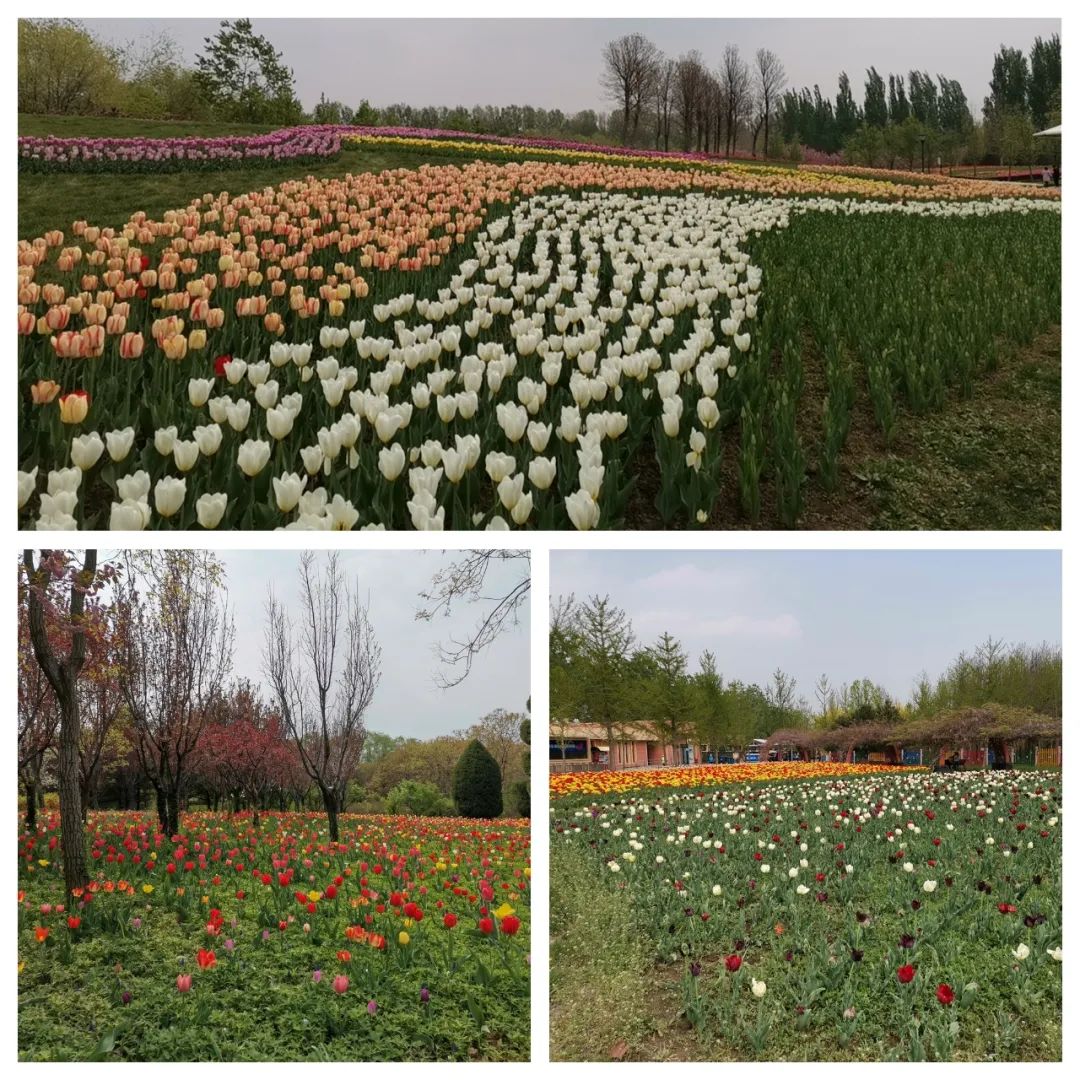 假装在国外北京篇,假装在荷兰完整视频