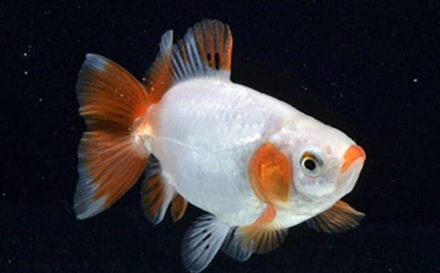 金鱼身上掉鳞腐烂怎么治,养的金鱼为什么会掉鳞烂尾