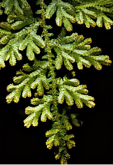 欧惠空姐精华好用嘛,欧蕙金蛋精华