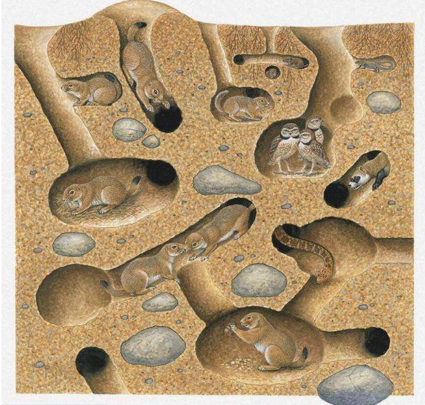 一只田鼠挖洞并没有在洞口留泥土,一只小田鼠