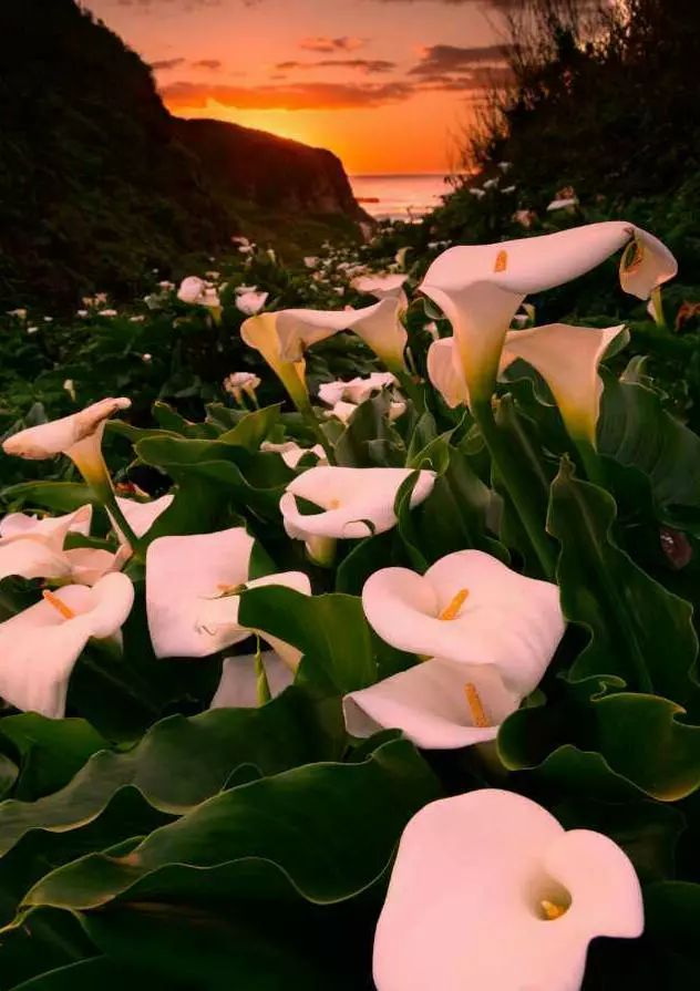 少儿主播蔡紫萱：五月，你好