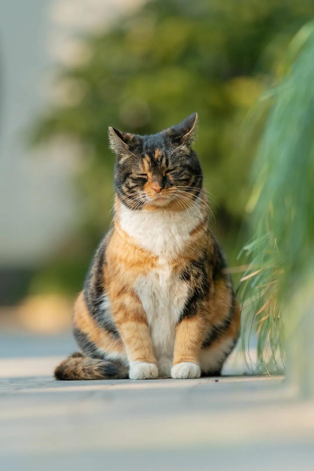 古代猫名字,古代猫的名字