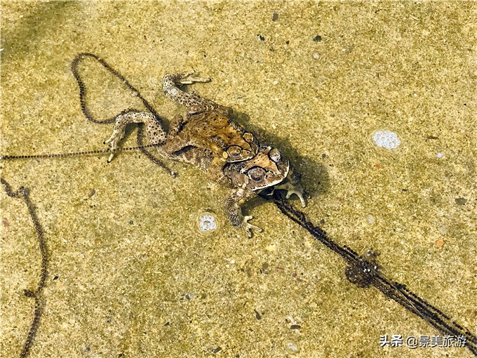 小蝌蚪是怎么出生的画册,小蝌蚪是从哪里来的