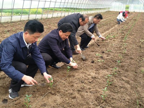 舒城城关镇:大棚里,一份关爱,十份收获