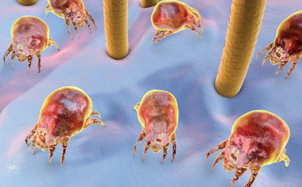 三个月不晒被百万螨虫陪你睡,一个月不晒被子千万螨虫陪你睡