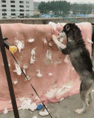 彻底根除耳螨的方法,除螨经验分享