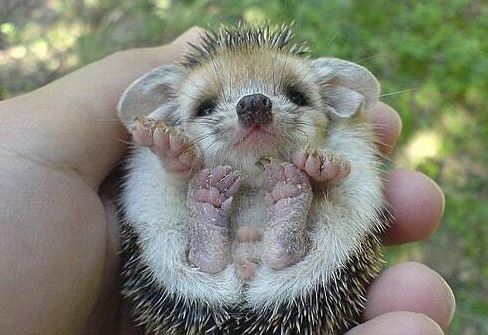 漂亮可爱的小动物萌照,动物宝宝可爱萌照