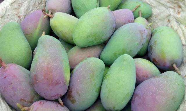 吃了这么多年水果你真的吃对了吗,如何选择适合自己口感的芒果品种