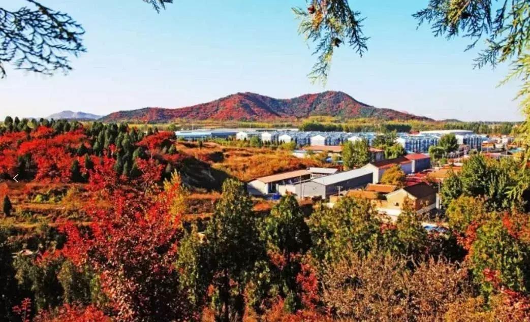 东北五里屯特产排行榜前十名,龙湾特产必买清单