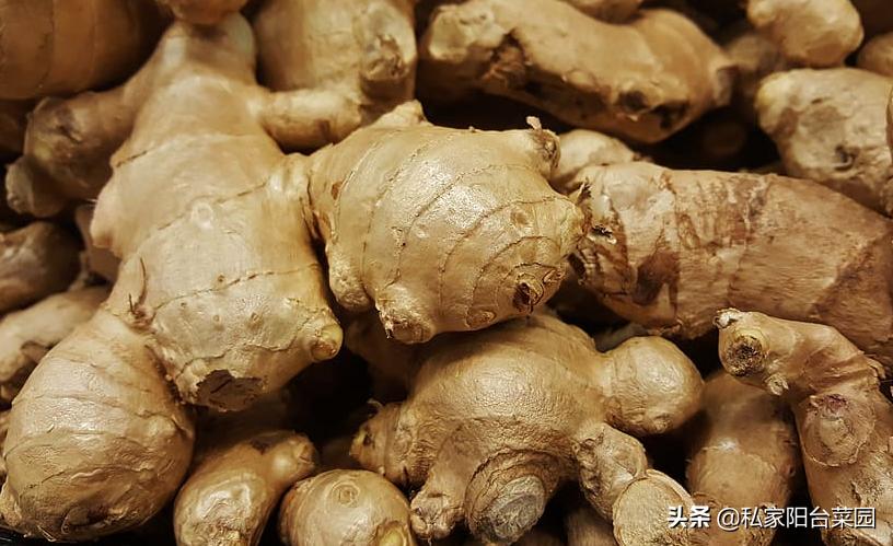 生姜怎样种植才能出姜率高,生姜种植技术怎样选择姜种