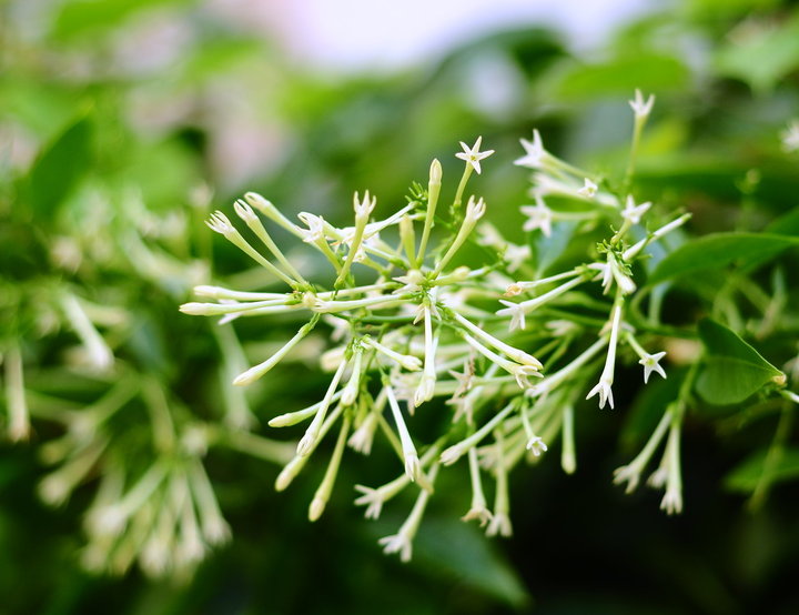 如何选择家中花卉植物盆栽,家庭常见的盆栽花卉的养护与管理