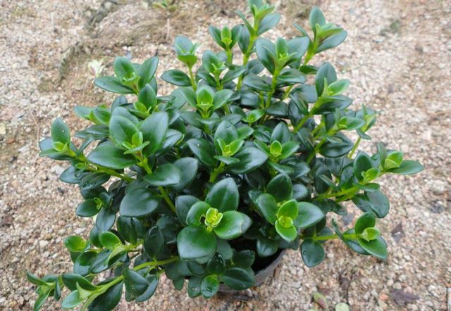 金鱼吊兰开花什么样子图片,金鱼吊兰开花的样子图片