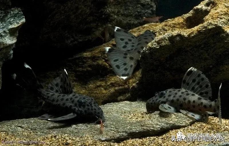 每天认识一种鱼的图片,老鼠斑异型鱼野生和人工区别