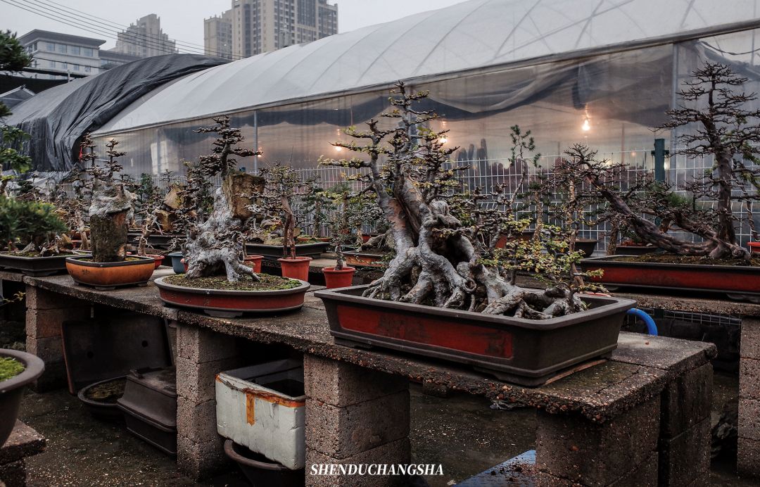 长沙旅游攻略必去的十大景点推荐,长沙旅游攻略必去十大景点免费