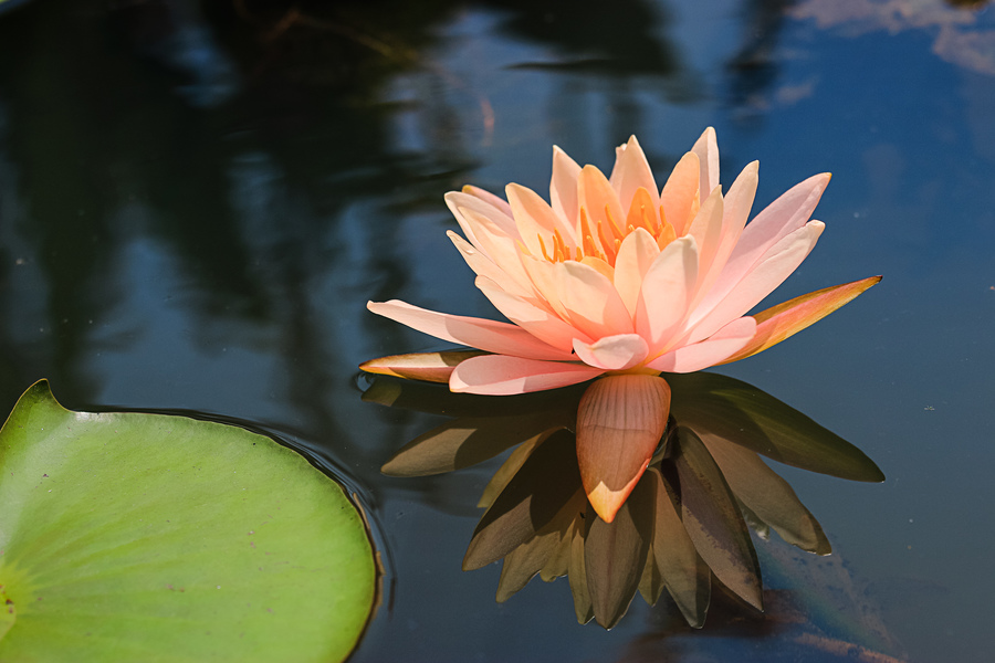 盆养睡莲的养殖方法,盆养睡莲