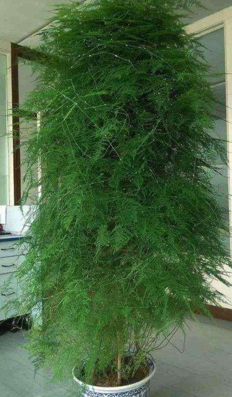 老人说三种花不吉利,这5种花适合老人养健康又长寿