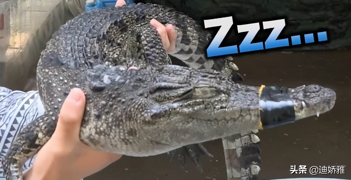 关于鳄鱼的科普知识,关于鳄鱼的科普知识点