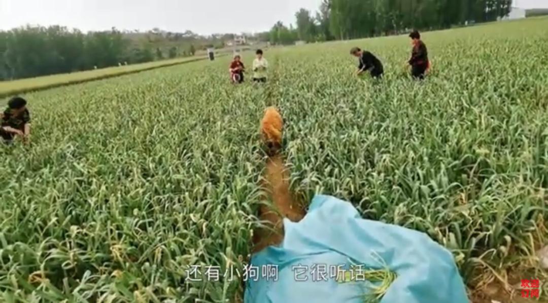 大金毛帮村*运民**蒜苔，结果全叼进了自家地里……