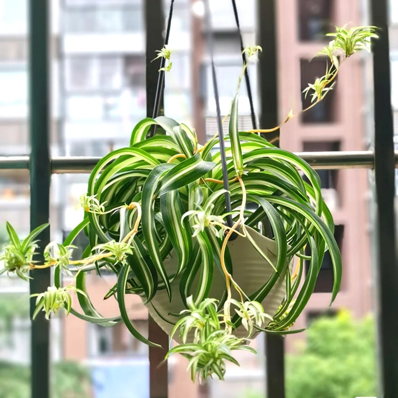 适合阳光暴晒的观叶绿植,适合室内养的高端观叶绿植