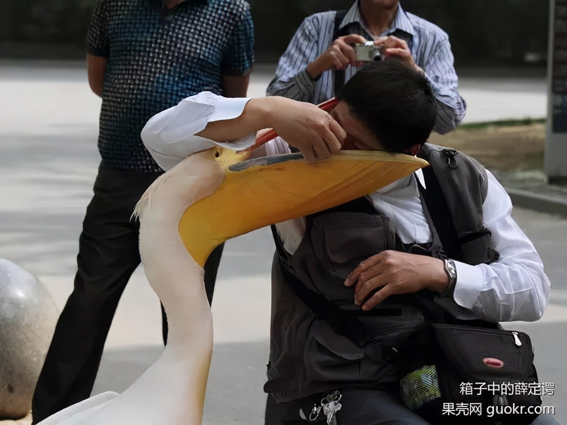 万物皆可吞的鹈鹕,鹈鹕万物皆可吞