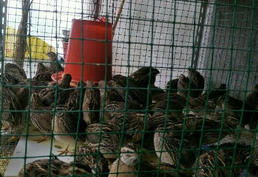 鹌鹑养殖方法视频,如何养鹌鹑会让鹌鹑全部安全出生