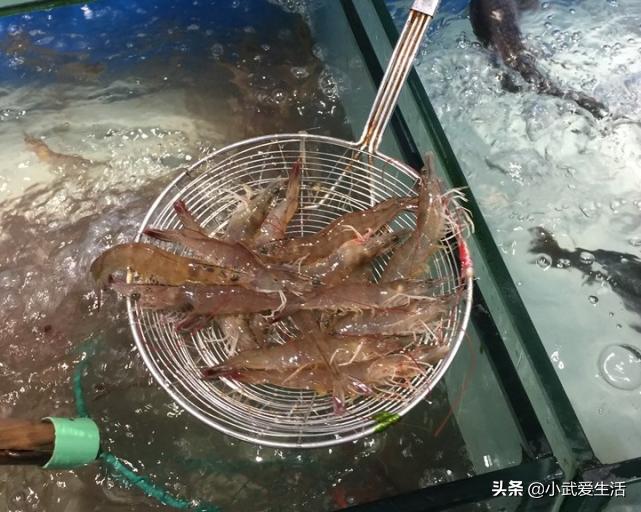 为什么基围虾越来越便宜,基围虾出自于哪里