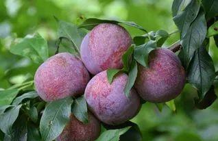 三华李采摘后施什么肥,三华李摘完李子后要怎样管理