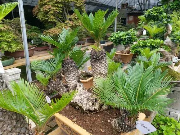 怎样才能让铁树绿油油,老花农养绿萝有秘诀