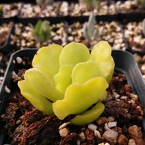 水泡系列的多肉有哪些,盘点七大常见的迷你小多肉