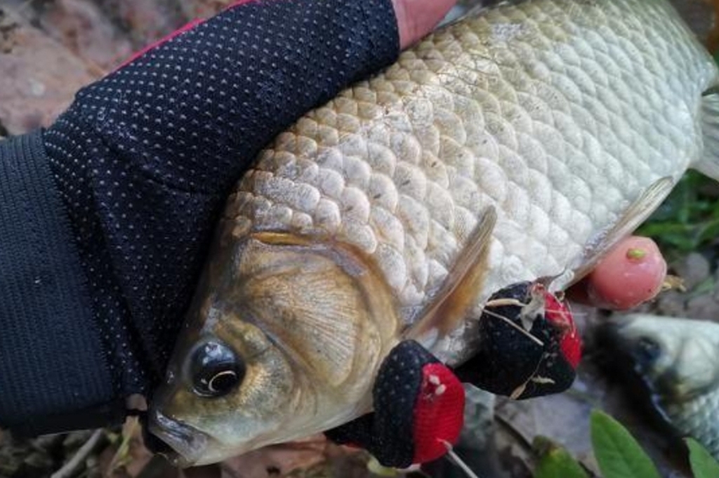 鲫鱼用什么钓法最好,鲫鱼的钓法与技巧