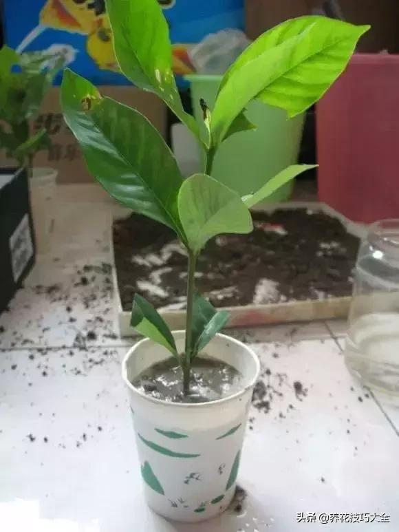 超大枝条的栀子花扦插方法,栀子大树干可以扦插活吗