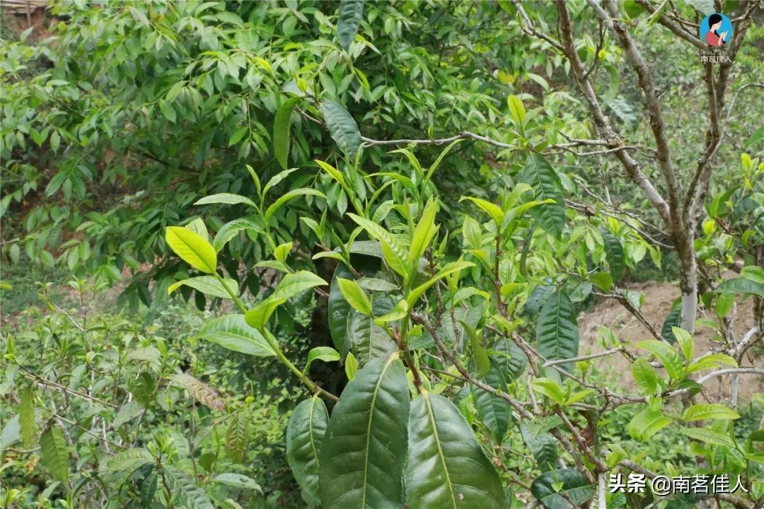 冰岛五寨糯五价格,冰岛五寨谁最有性价比