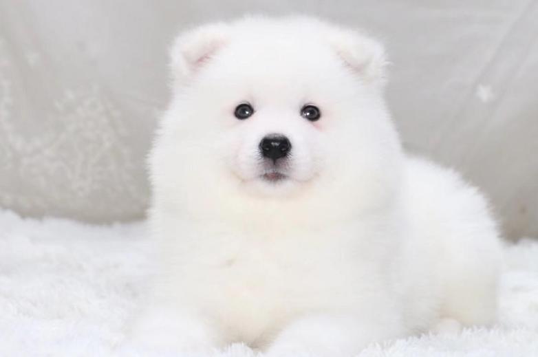 萨摩耶一天吃多少,萨摩耶一天吃多少肉最合适