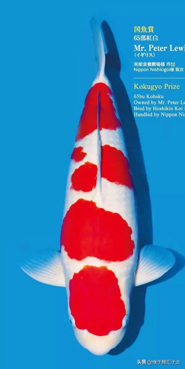 怎么分辨锦鲤有没生病,锦鲤生病的最佳方法