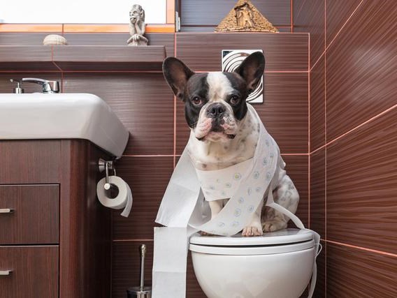 狗狗爱到处撒尿怎么办,狗狗爱到处大小便