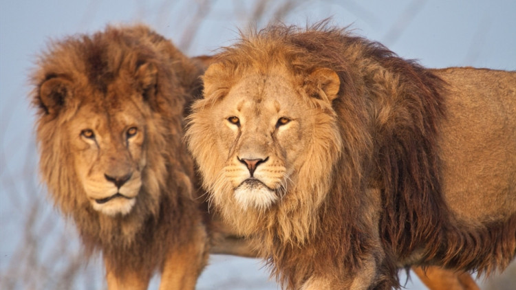 狮子和老虎打架的故事,老虎和狮子打架谁厉害