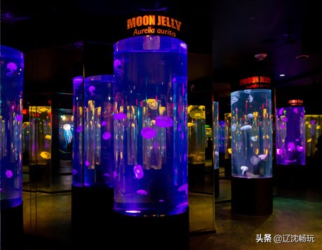 沈阳带小宝宝去的海洋馆,沈阳海洋馆欢乐海底世界