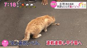 足球场上一只猫竟然赢得了世界杯,一只流浪猫和另一只猫