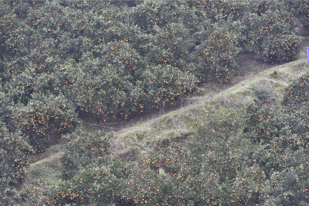 免狐扶贫项目上线,为麻阳甜橙解决销路难题