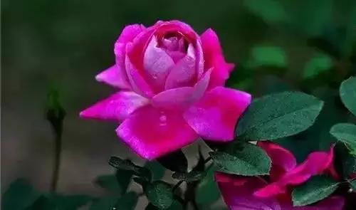 全国56个城市的市花,全国56个城市市花一览