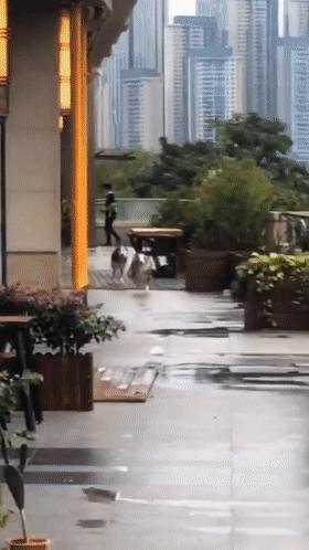 狗界智商第一的狗是什么狗,边牧会不会聪明得令人讨厌