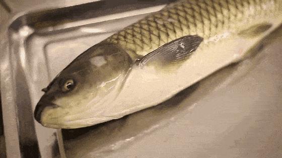 柴油味的鱼吃了会中毒吗,警惕这种鱼不能乱吃有剧毒