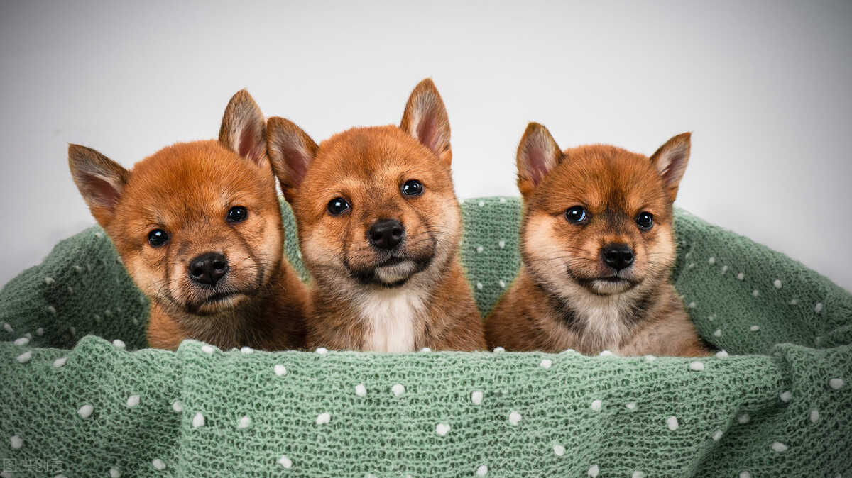 宠物店过来人的忠告,宠物店警告话术有哪些内容
