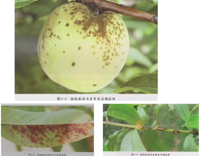 桃树褐斑穿孔病树势弱,桃树褐斑穿孔病防治